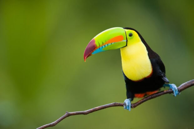 A colorful toucan perched on a branch with a green blurred background