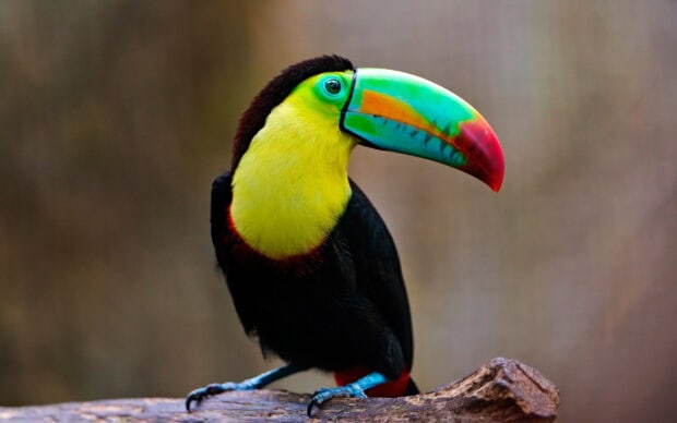 A vibrant toucan with a colorful beak perched on a branch in natural surroundings