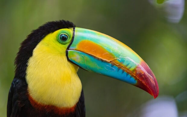 Close up of a toucan beak showing colorful patterns and green eye