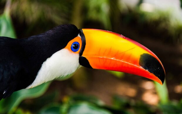 Close up of a toucan with a colorful beak and vivid blue eye in natural habitat