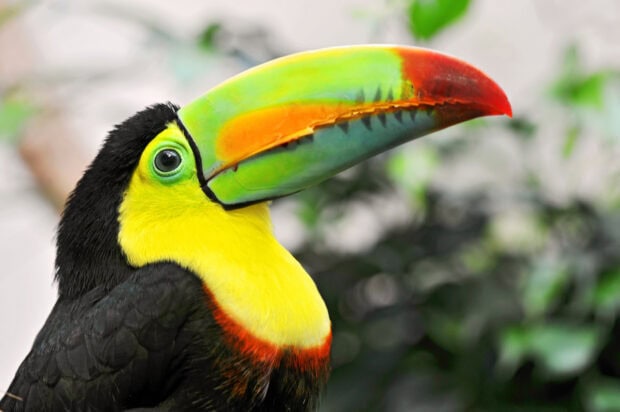 Close up of a toucan beak with vibrant colors in the tropical forest