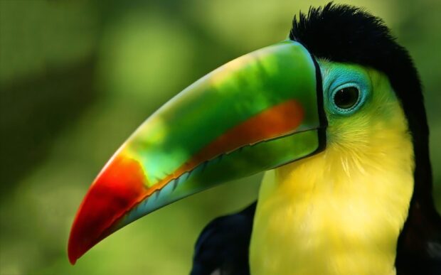 Close up of toucan beak and head in vibrant colors