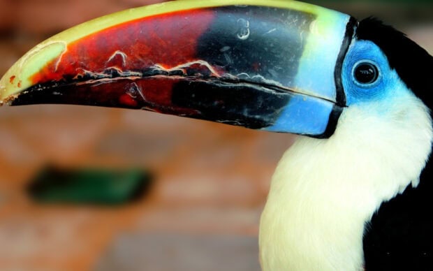 Close up of toucan with vibrant colorful beak and blue eye