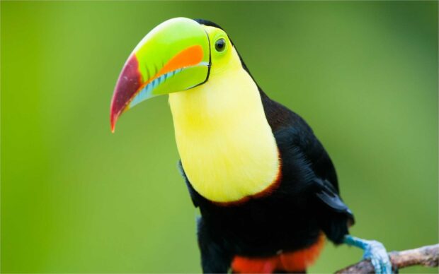 A colorful toucan perched on a branch showcasing its vibrant beak and feathers