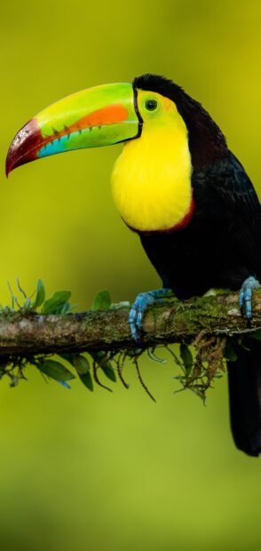 Close up of a toucan perched on a mossy branch in natural habitat