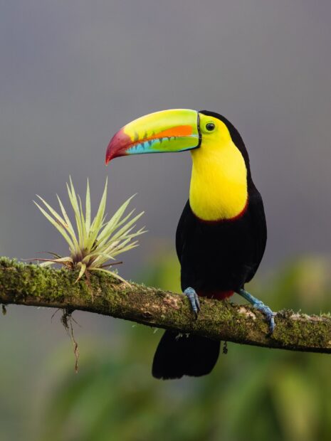 A colorful toucan perched on a mossy branch in a natural environment