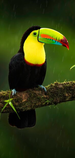A colorful toucan perched on a mossy branch in the rain