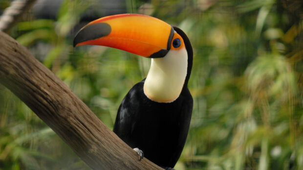 A colorful toucan perched on a branch in a lush green forest environment