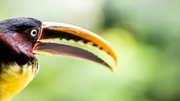 Close up of a toucan beak with vibrant colors in natural light