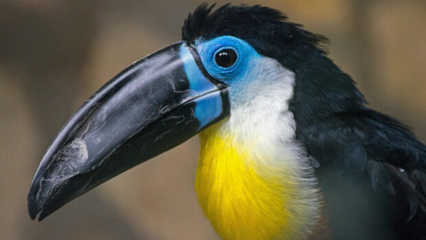 Close up of a toucan with a bright yellow chest and blue facial skin