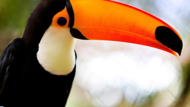 Close up of toucan beak and eye in natural setting