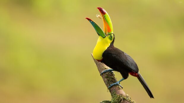 Colorful toucan perched on a branch with its beak open against a blurred green background