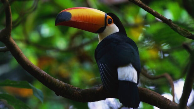 A colorful toucan perched on a tree branch in the lush green forest
