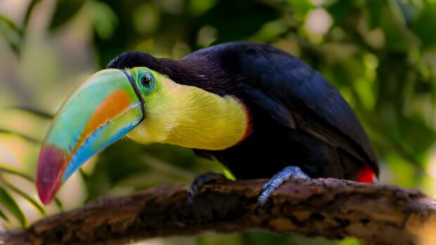 A colorful toucan with a large vibrant beak perched on a tree branch in a green forest environment