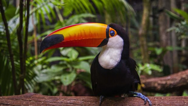 A toucan perched on a branch displaying its large colorful beak in a lush green forest
