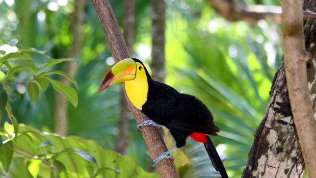 A toucan perched on a tree branch in lush green foliage with vibrant colors