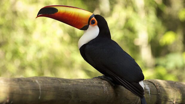 A toucan perched on a wooden branch displaying its vibrant orange beak and sleek black feathers