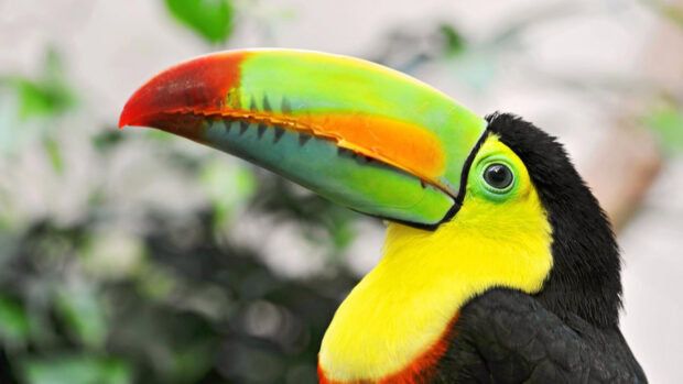 A close up view of a toucan beak and head showing vivid colors and sharp details