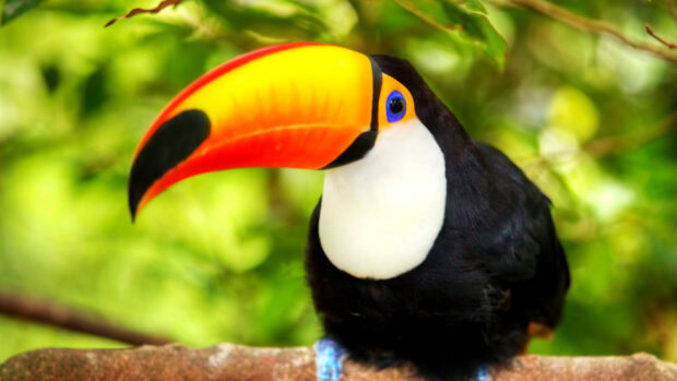 A vibrant toucan perched on a branch showing its colorful beak and blue eye in the forest
