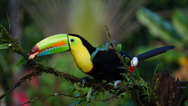 A vibrant toucan perched on a mossy branch in a lush forest environment