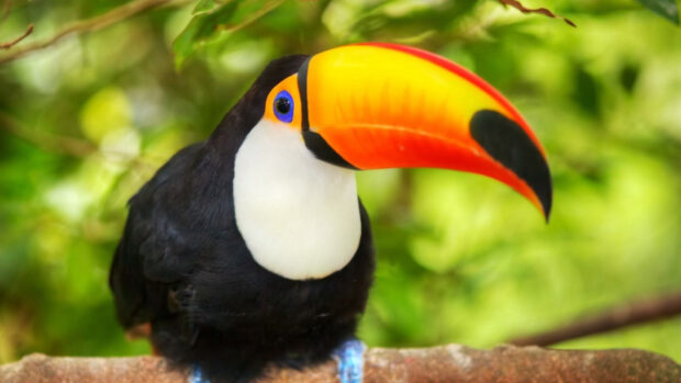 A vibrant toucan with a large colorful beak perched on a branch in a lush green environment