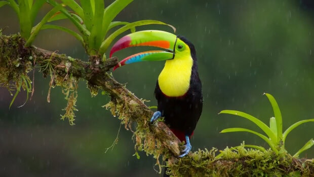 A colorful toucan perched on a mossy branch in the rainforest