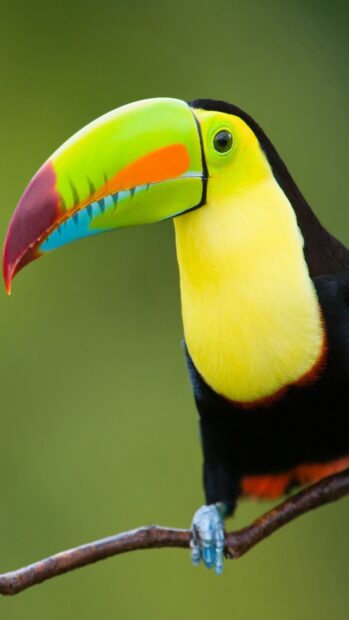 Close up of a toucan perched on a branch displaying its colorful beak and vibrant feathers