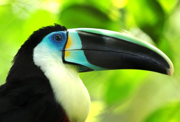 Close up of a toucan with a colorful beak in a green natural environment