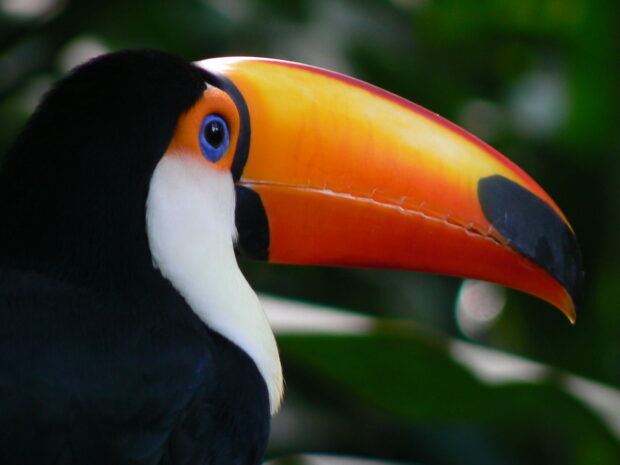 Close up of toucan beak and eye in vibrant colors