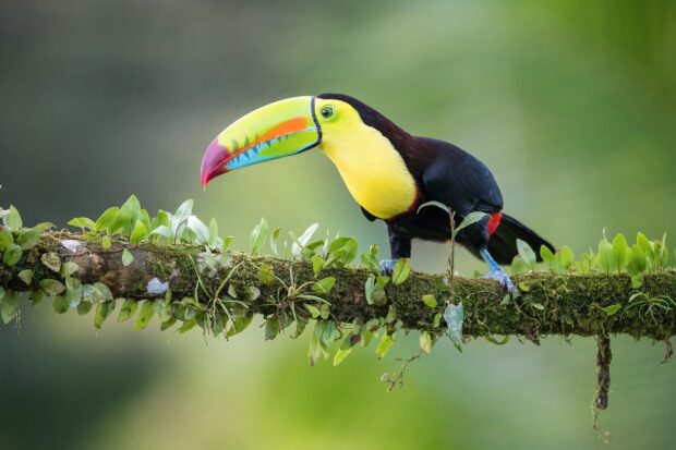 A toucan perched on a mossy branch with vibrant colorful feathers and a large beak