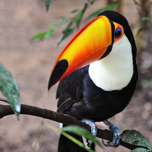 A vibrant toucan perched on a branch with a large colorful beak in a natural setting