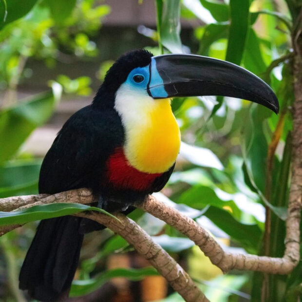 A colorful toucan perched on a branch in a lush green forest
