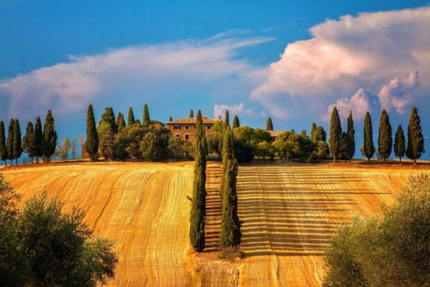 A scenic landscape of Tuscany with cypress trees lining a golden field and a rustic farmhouse