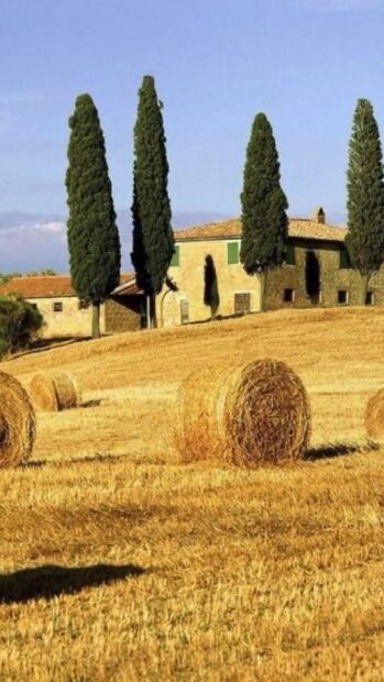 Golden field with hay bales and tall trees in a peaceful Tuscany landscape