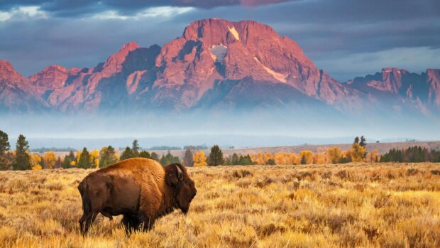 A bison grazing in a field with usa mountains in the background during autumn