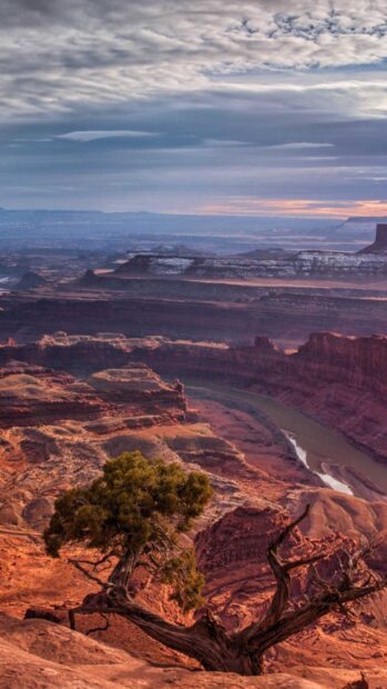 A twisted tree overlooking the vast Utah canyon landscape
