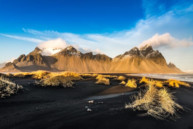 Golden grass on black sand with Vestrahorn mountain in Iceland
