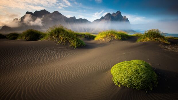 Black sand dunes with green moss at Vestrahorn Iceland