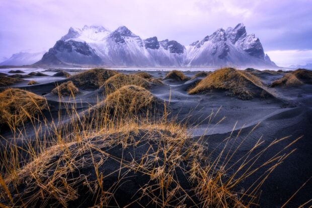 Snow capped mountains and dry grass on black sand dunes at Vestrahorn Iceland