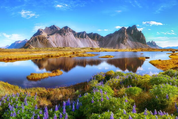 Vestrahorn Iceland with purple lupine flowers and a clear reflective lake in autumn