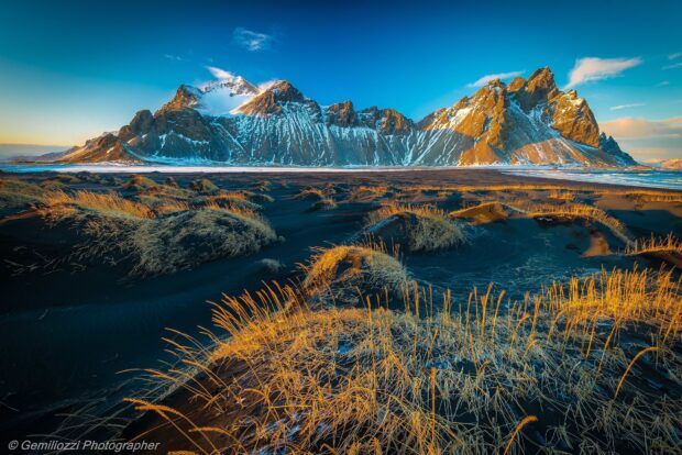 Golden grass on black sand dunes with Vestrahorn Iceland mountain range in the background