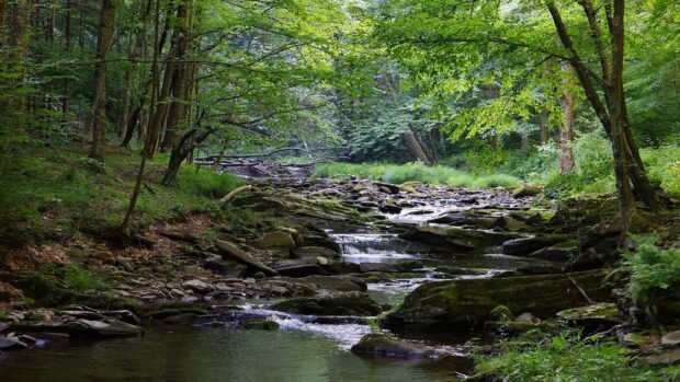 A serene forest stream flowing over rocks in West Virginia nature