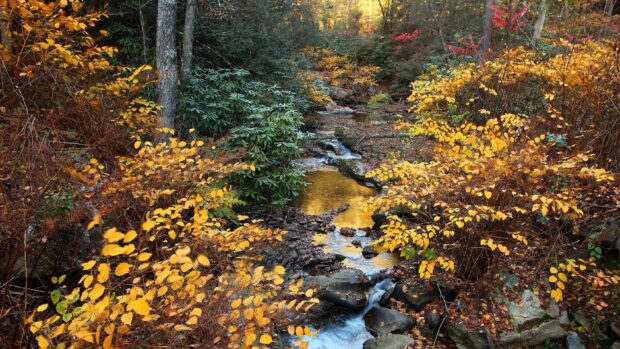 A serene forest stream surrounded by autumn foliage in West Virginia