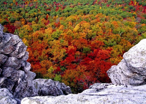 Colorful fall foliage in West Virginia with vibrant red and orange leaves viewed from a rocky cliff