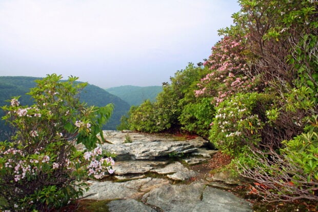 Rocky mountain ledge with blooming shrubs in West Virginia nature