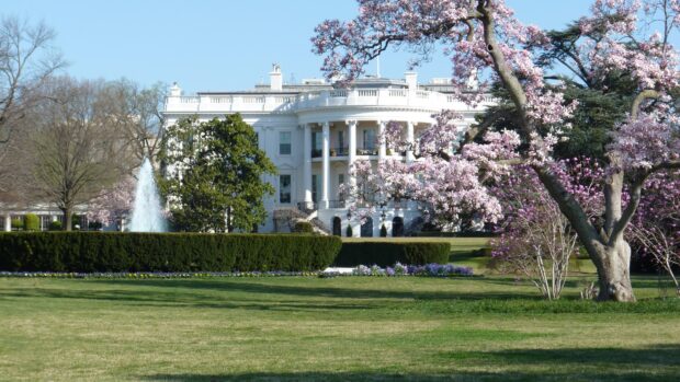 The White House with blooming cherry blossom trees in a clear sunny day