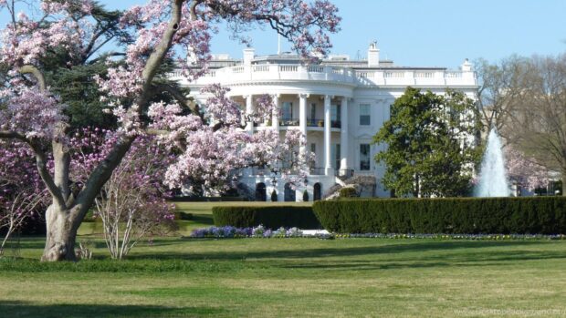 Spring blooming trees in front of the White House with clear blue sky