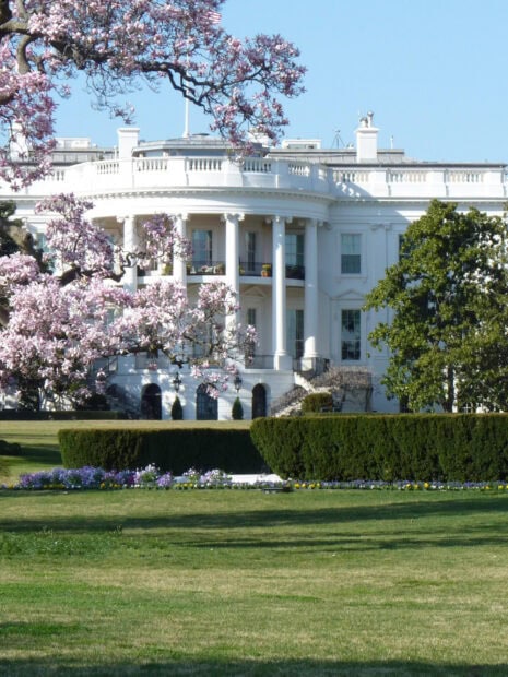 Spring magnolia trees surrounding the White House with well manicured lawns in Washington D.C