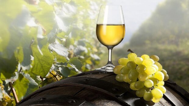 A bunch of green grapes and a wineglass filled with white wine on a wooden barrel in a vineyard
