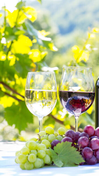 Green and red grapes with wineglass filled with white and red wine in vineyard scenery